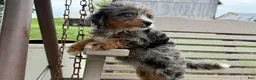 Mini Bernedoodle dogs for sale: Cherry - Ad 3