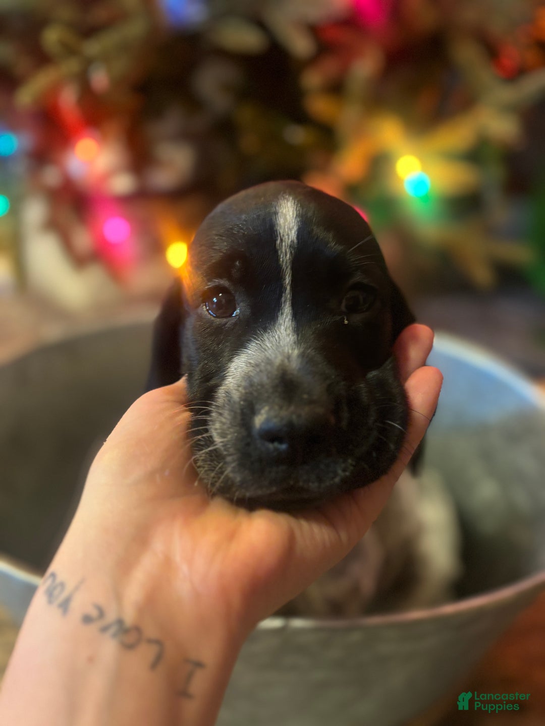 German Shorthaired Pointer dogs for sale: German Shorthaired Pointer Puppy 1 - Ad 6