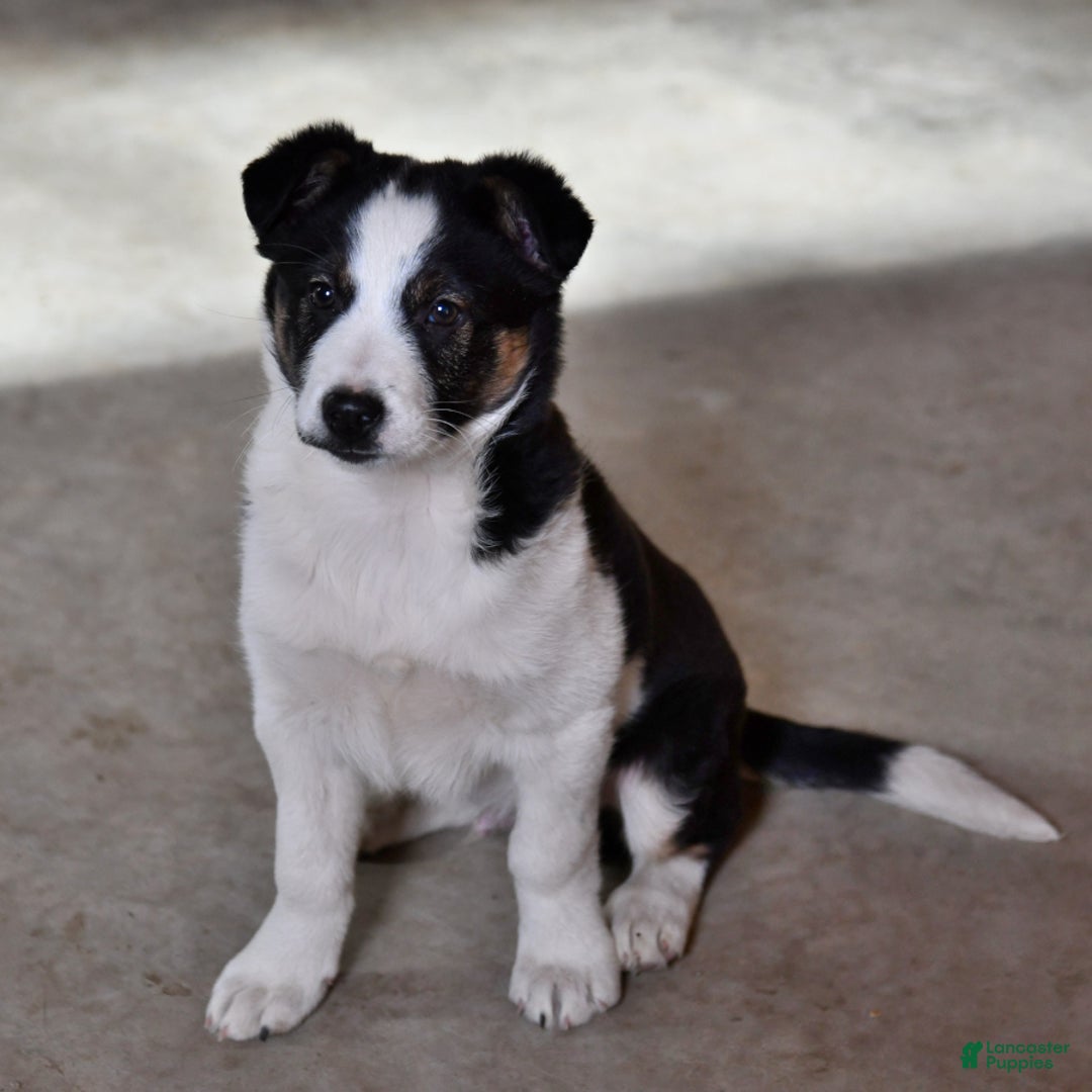 Gallery Image {{count}}