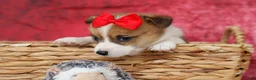 Welsh Corgi Pembroke dogs for sale:   Arlo💙 - Ad 13