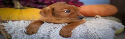 Labrador Retriever dogs for sale: NOAH - Ad 16
