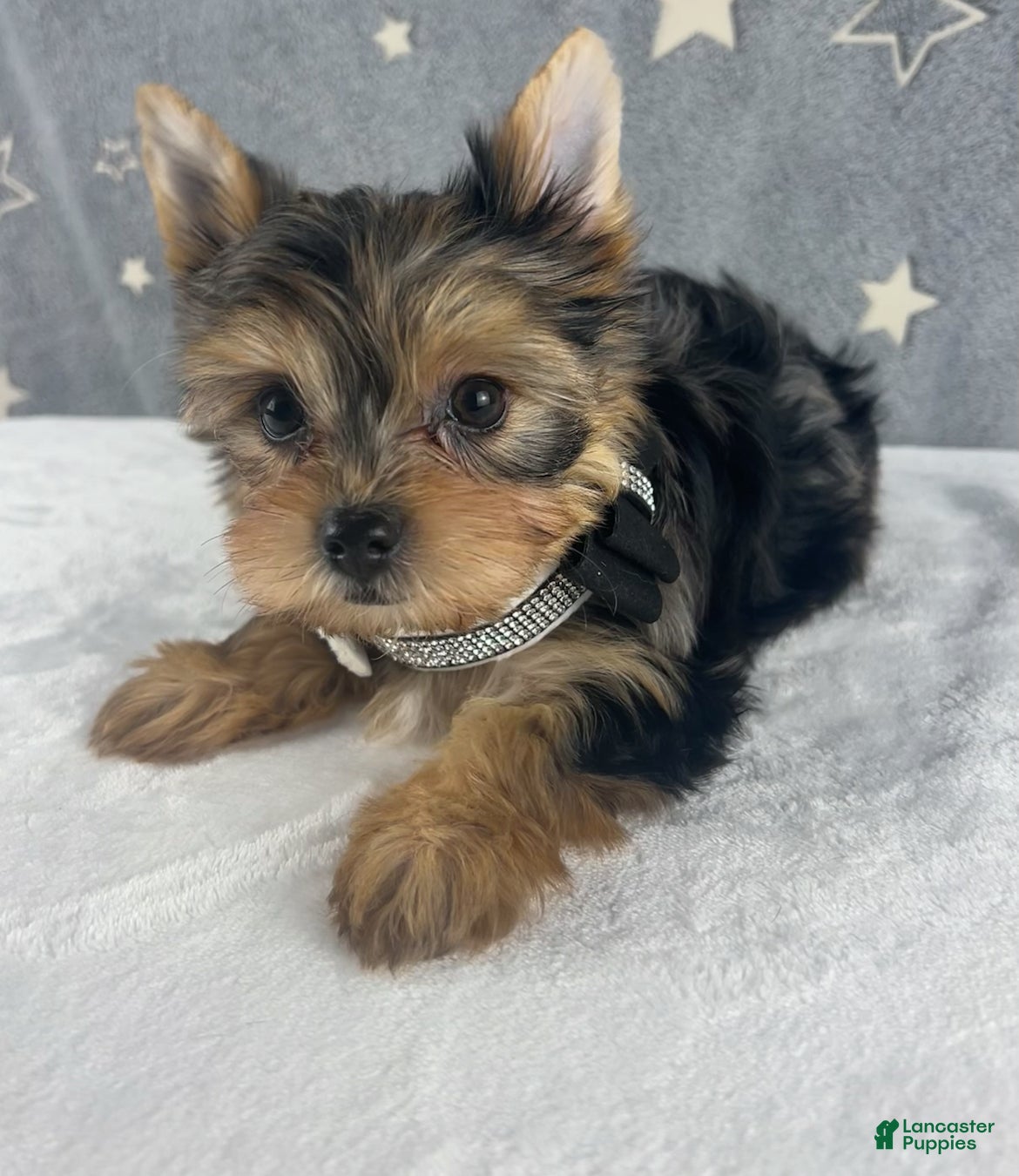 Yorkshire Terrier dogs Teddy - Ad 10