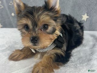 Yorkshire Terrier dogs Teddy - Ad 13