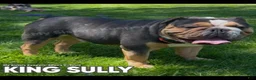 Olde English Bulldogge dogs for sale: Olde English Bulldogge Puppy 2 - Ad 7