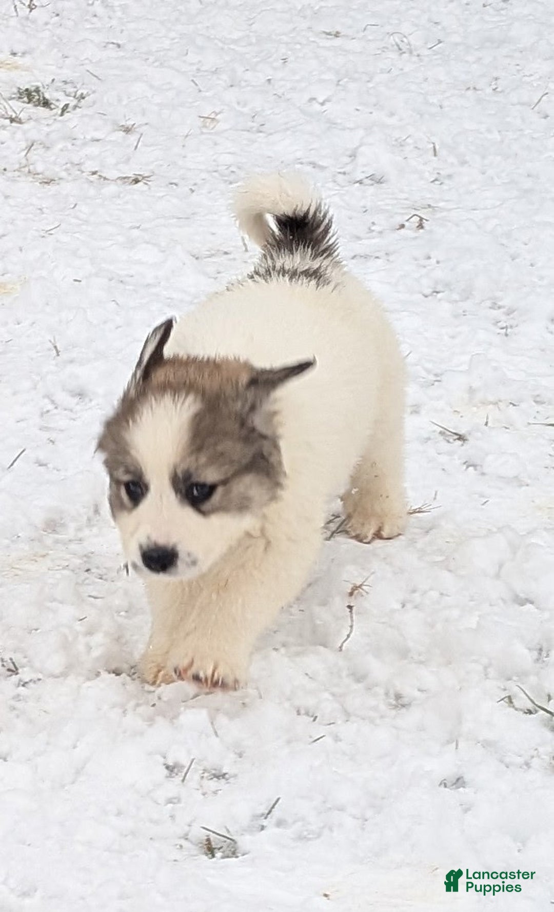Great Pyrenees dogs for sale: Spot - Ad 12