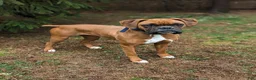 Boxer dogs for sale: Nashville - Ad 3