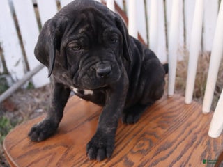 Cane Corso dogs Midnight - Ad 5