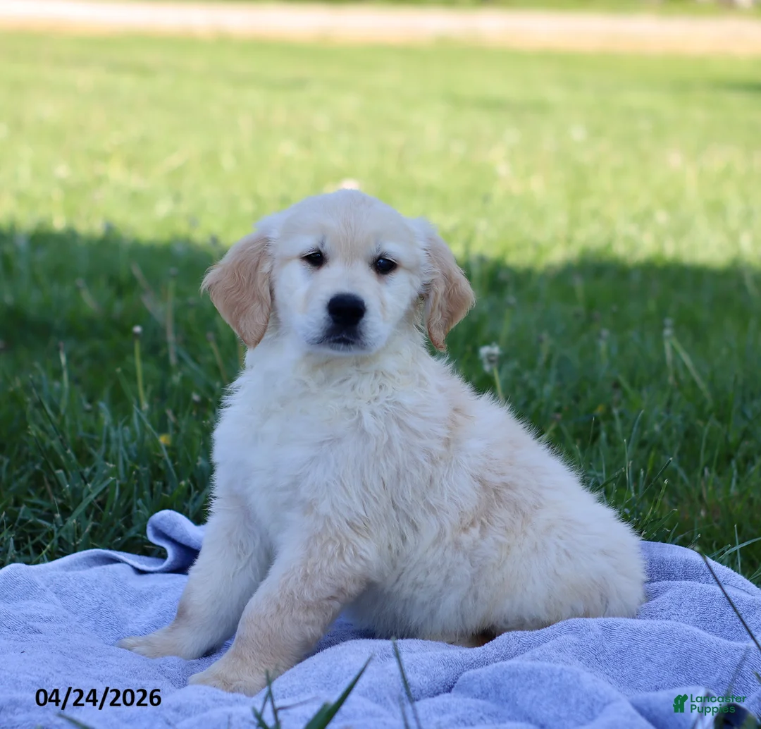 Golden Retriever dogs for sale: Buddy - Ad 1