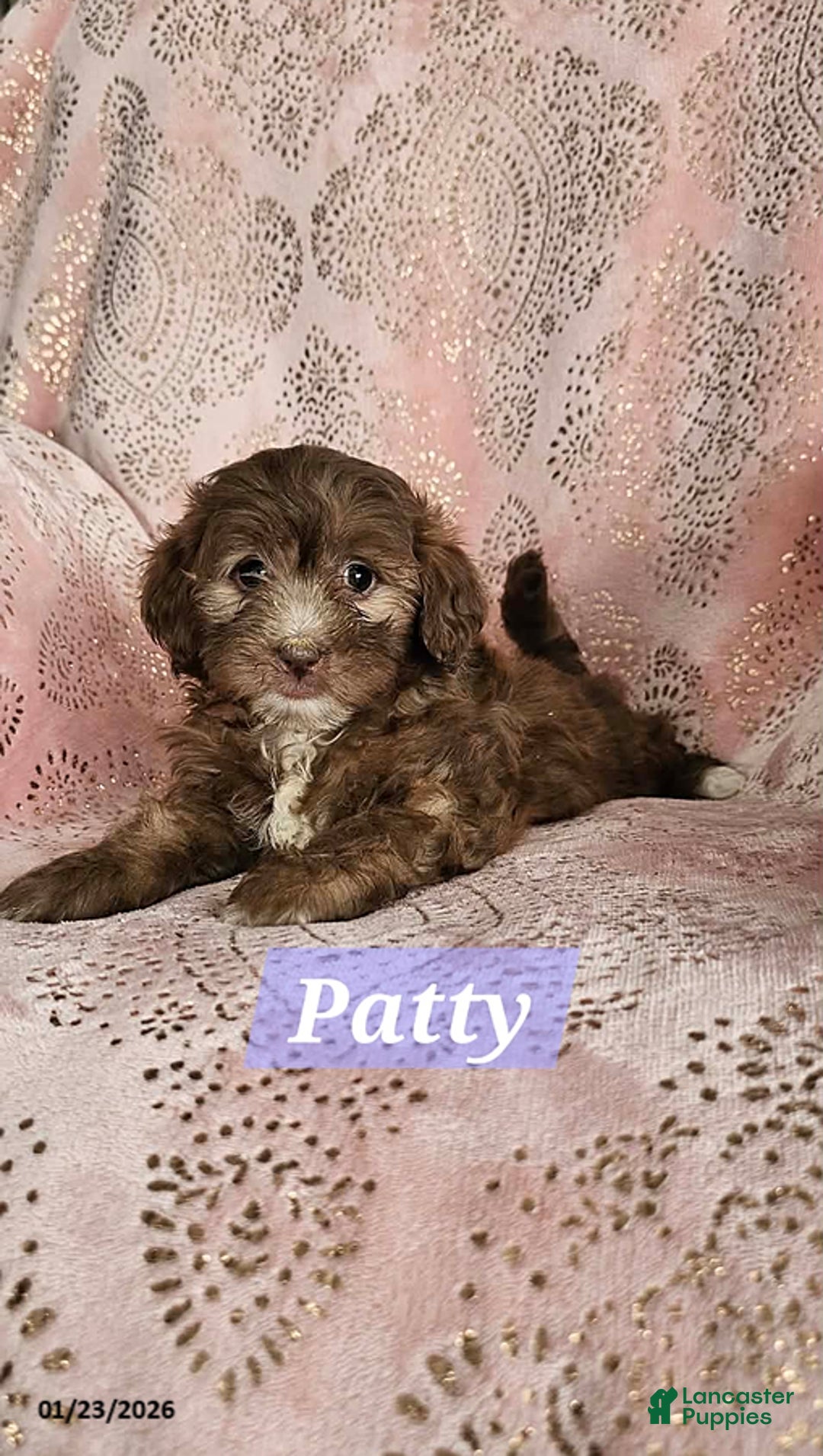 Shihpoo dogs for sale: Patty - Ad 5