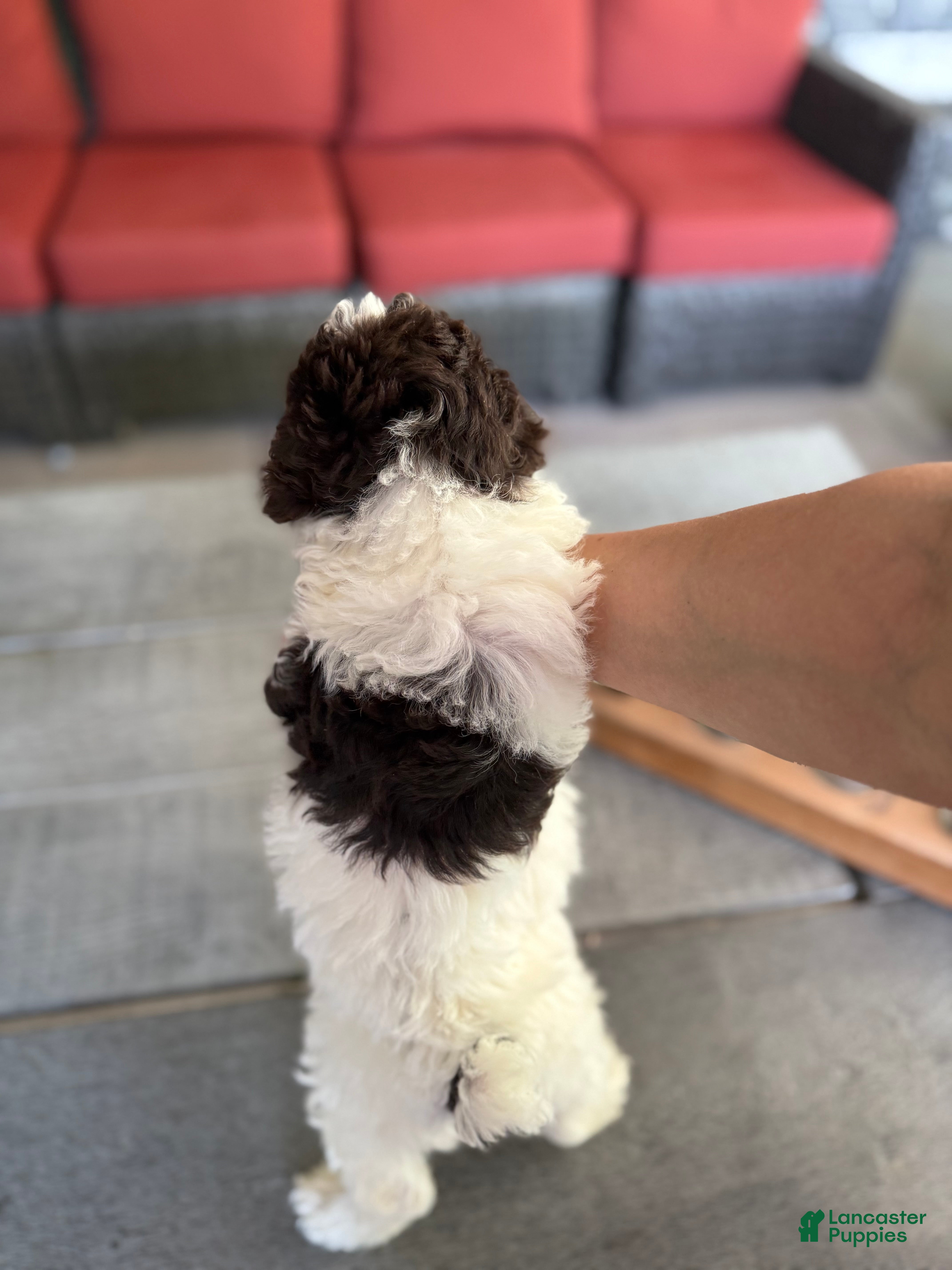 Miniature Poodle dogs Curly - Ad 2