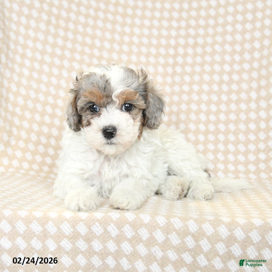 Bichpoo dogs Diamond - Ad 2