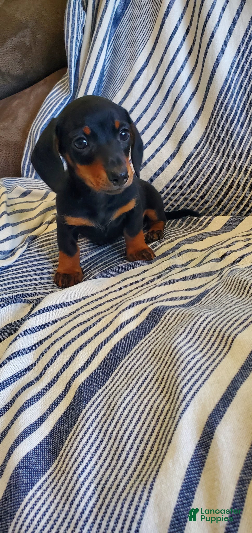 Miniature Dachshund dogs for sale: Cadbury - Ad 2