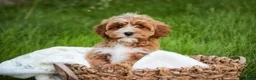 Cavapoo dogs for sale: Harper - Ad 5