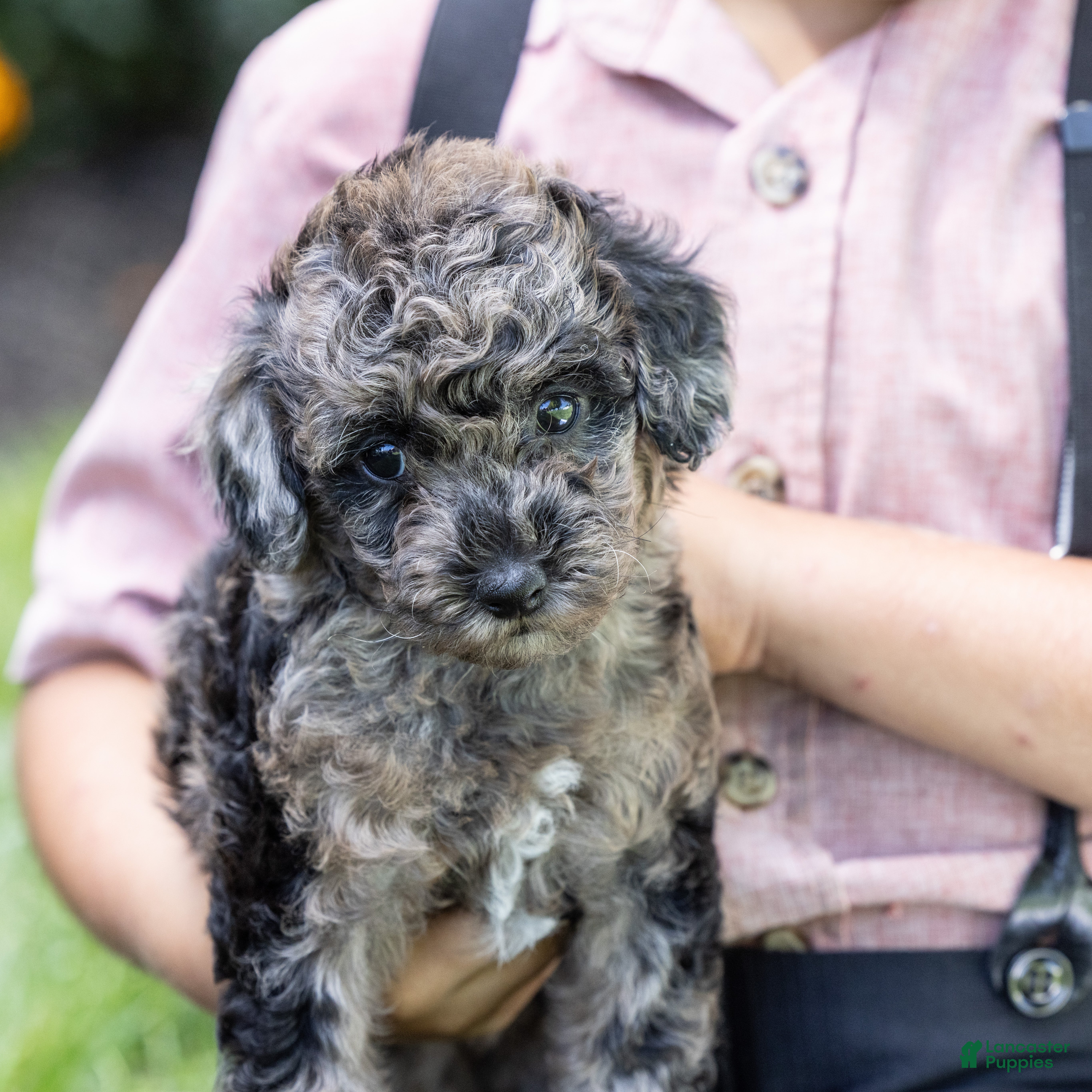 Toy Poodle dogs Willow  - Ad 1