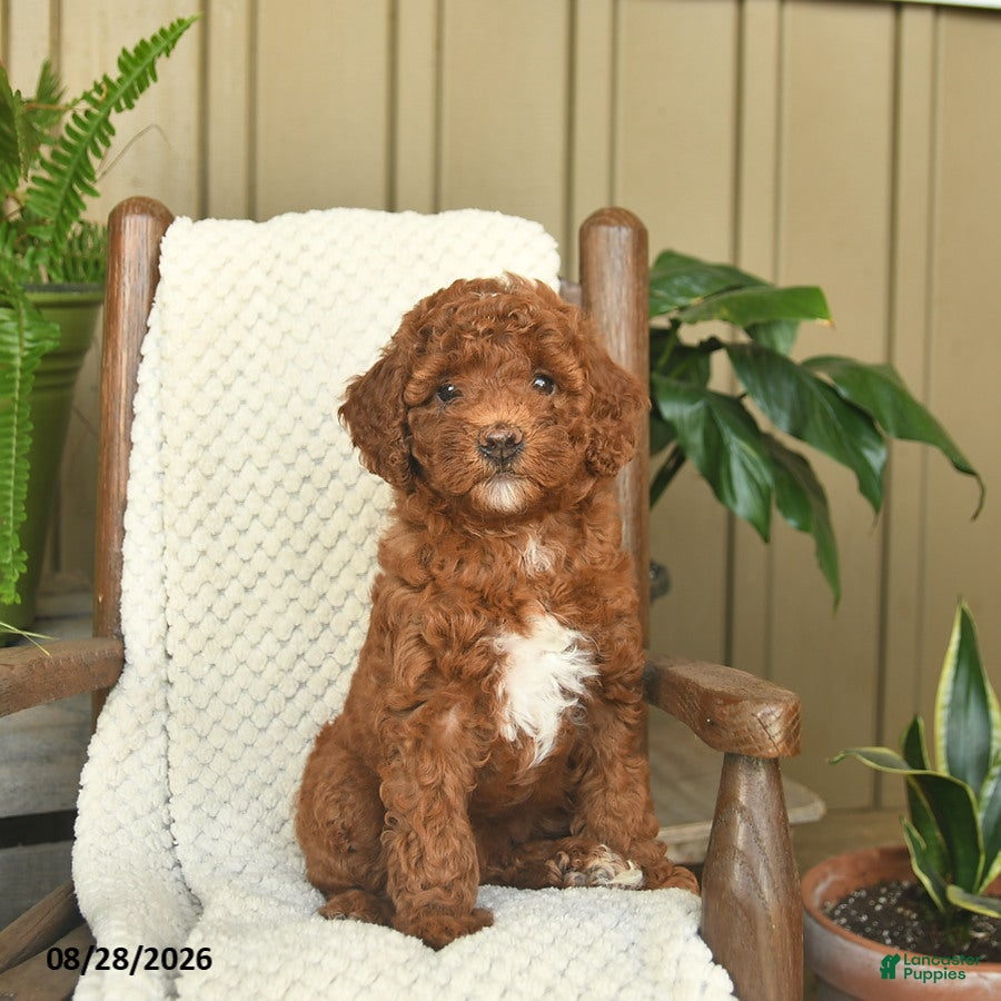 Mini Goldendoodle dogs for sale: Callie  - Ad 2