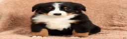 Bernese Mountain Dog dogs for sale: Ty - Ad 3