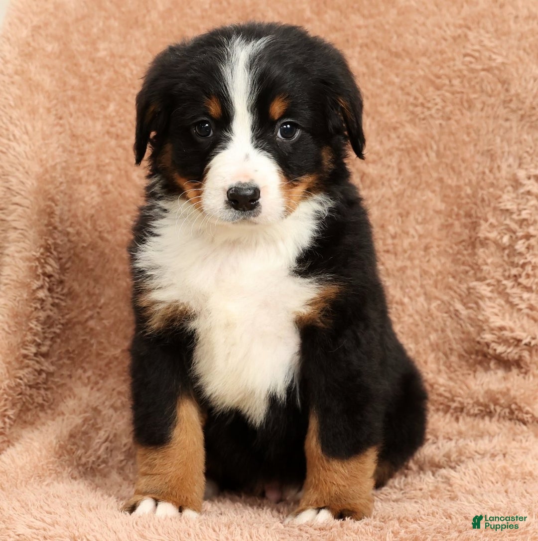 Bernese Mountain Dog dogs for sale: Ty - Ad 3