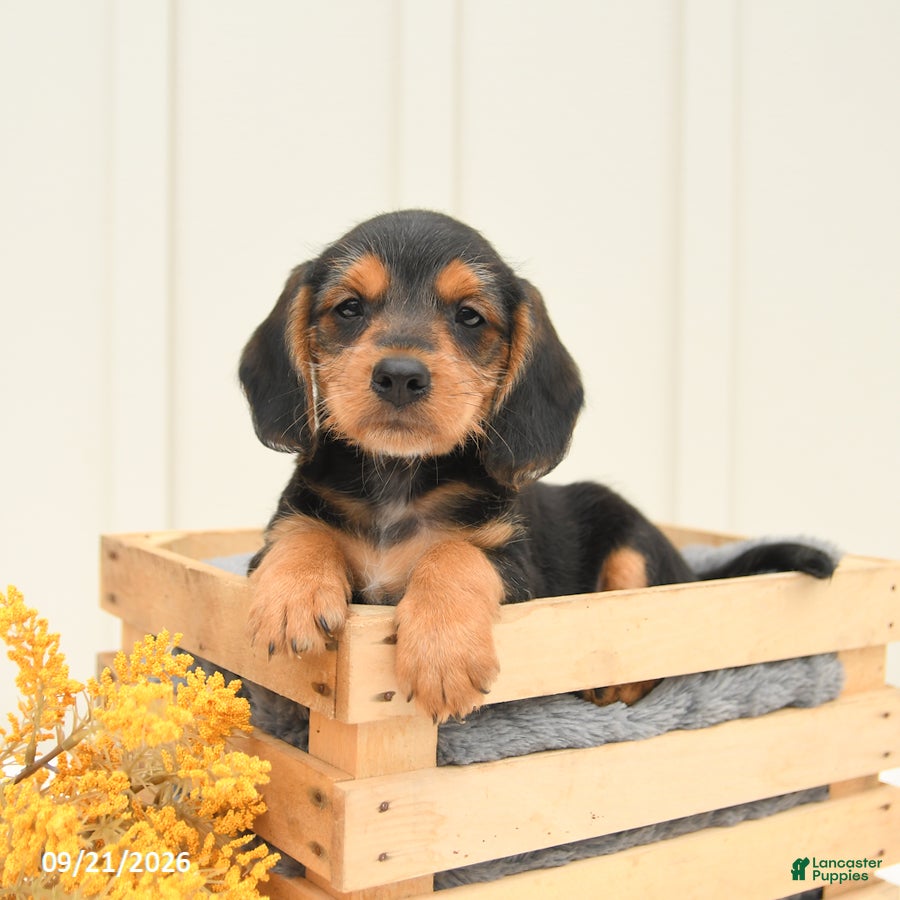 Mixed Breed dogs Freddie - Ad 1