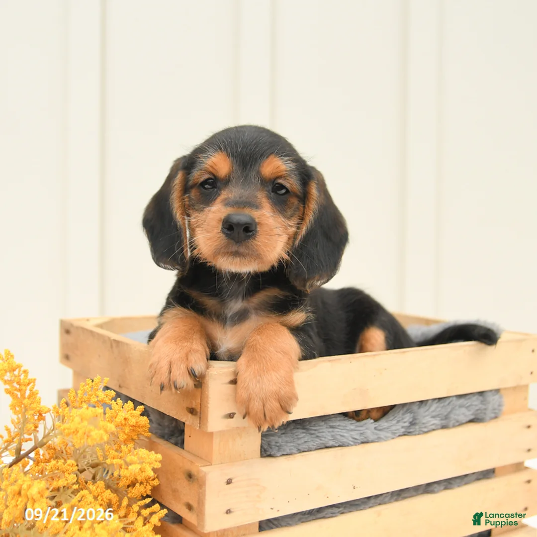 Mixed Breed dogs for sale: Freddie - Ad 1