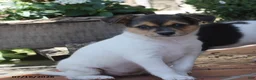Toy Fox Terrier dogs for sale: Millie - Ad 3