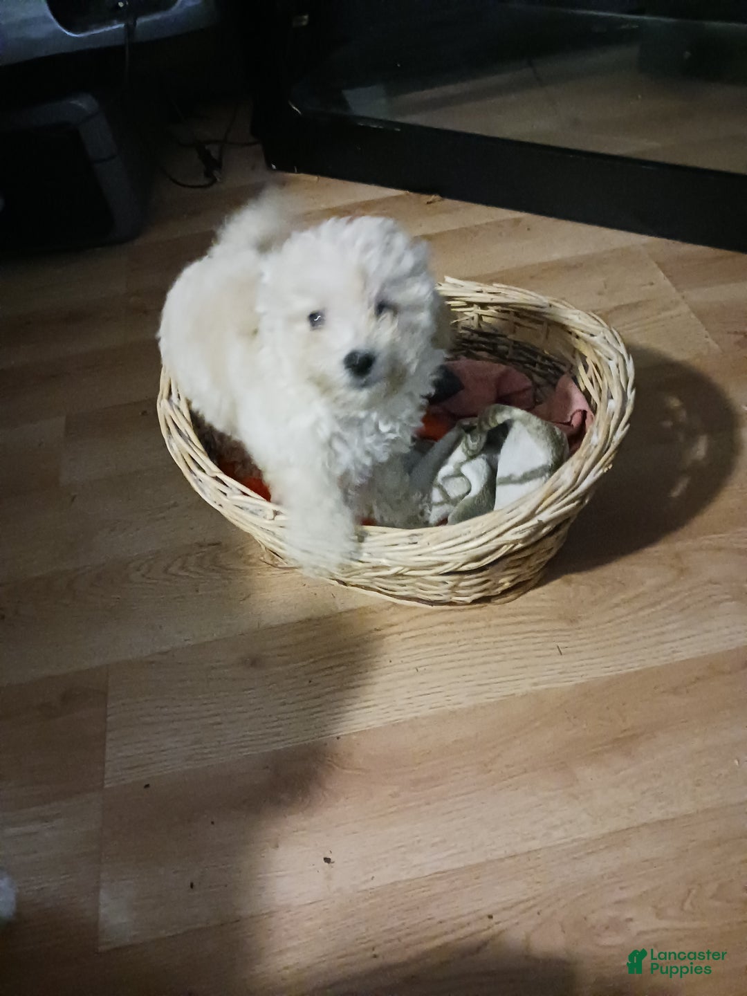 Toy Poodle dogs for sale: Charlie - Ad 8