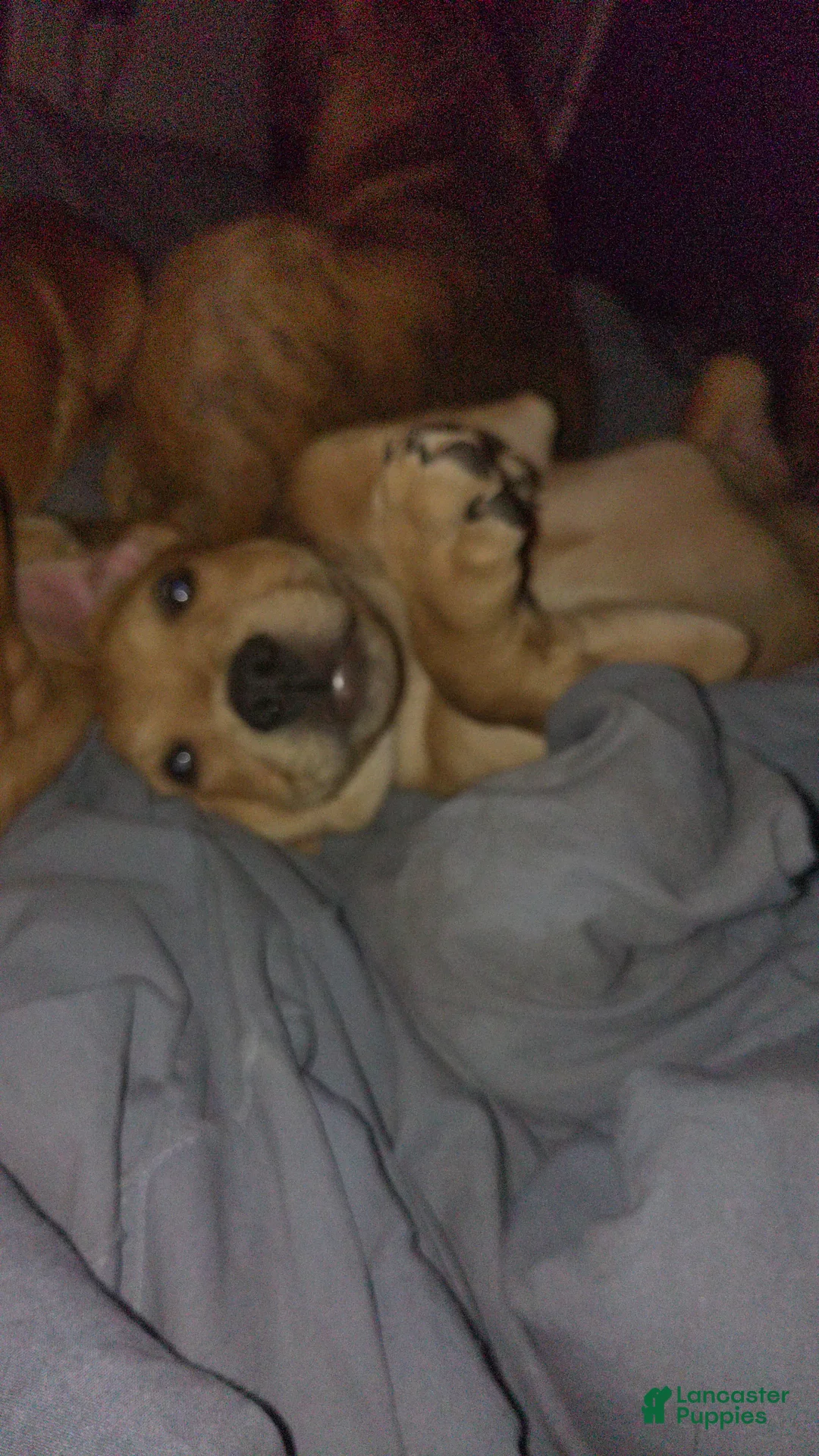 Mixed Breed dogs for sale: Squeeks - Ad 7