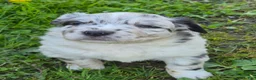 Australian Shepherd dogs for sale: Australian Shepherd Puppy 1 - Ad 2