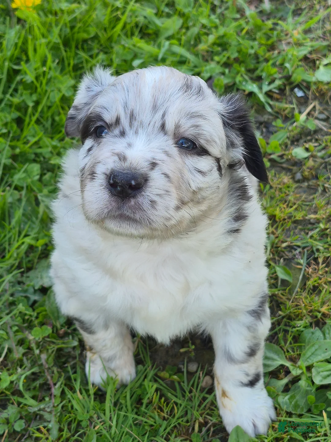Australian Shepherd dogs for sale: Australian Shepherd Puppy 1 - Ad 2