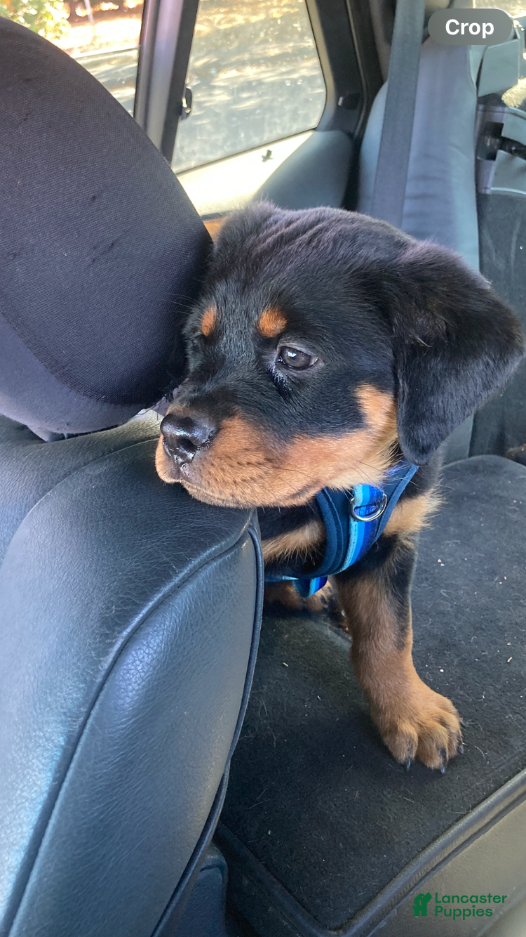 Rottweiler dogs for sale: Poseidon - Ad 1