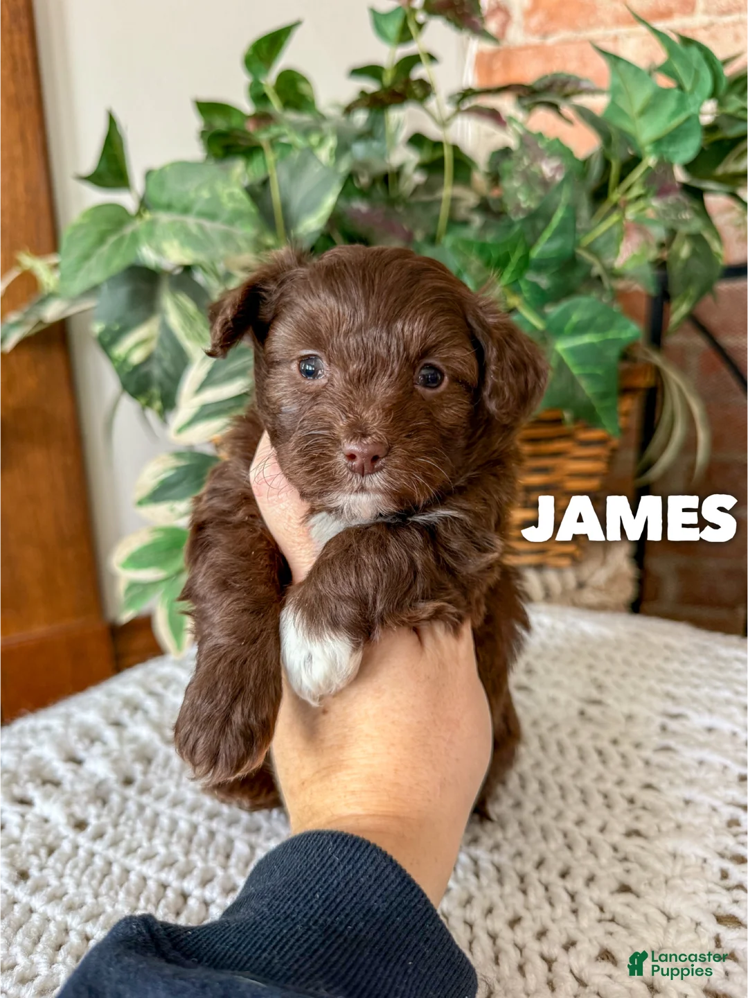Mini Aussiedoodle dogs for sale: James - Ad 2