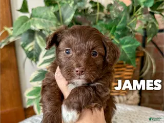 Mixed Breed dogs James - Ad 7