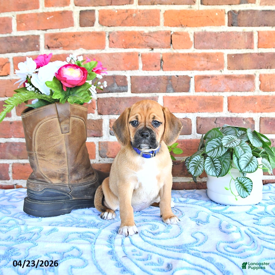 Puggle dogs Quentilla - Ad 1