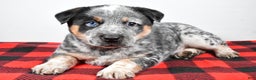Australian Cattle Dog dogs for sale: Sammy - Ad 6