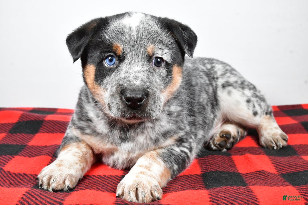 Australian Cattle Dog dogs for sale: Sammy - Ad 6