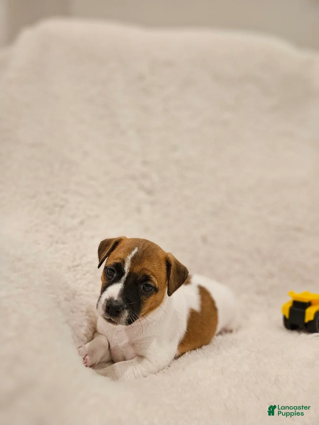 Rat Terrier dogs for sale: Rusty - Ad 2