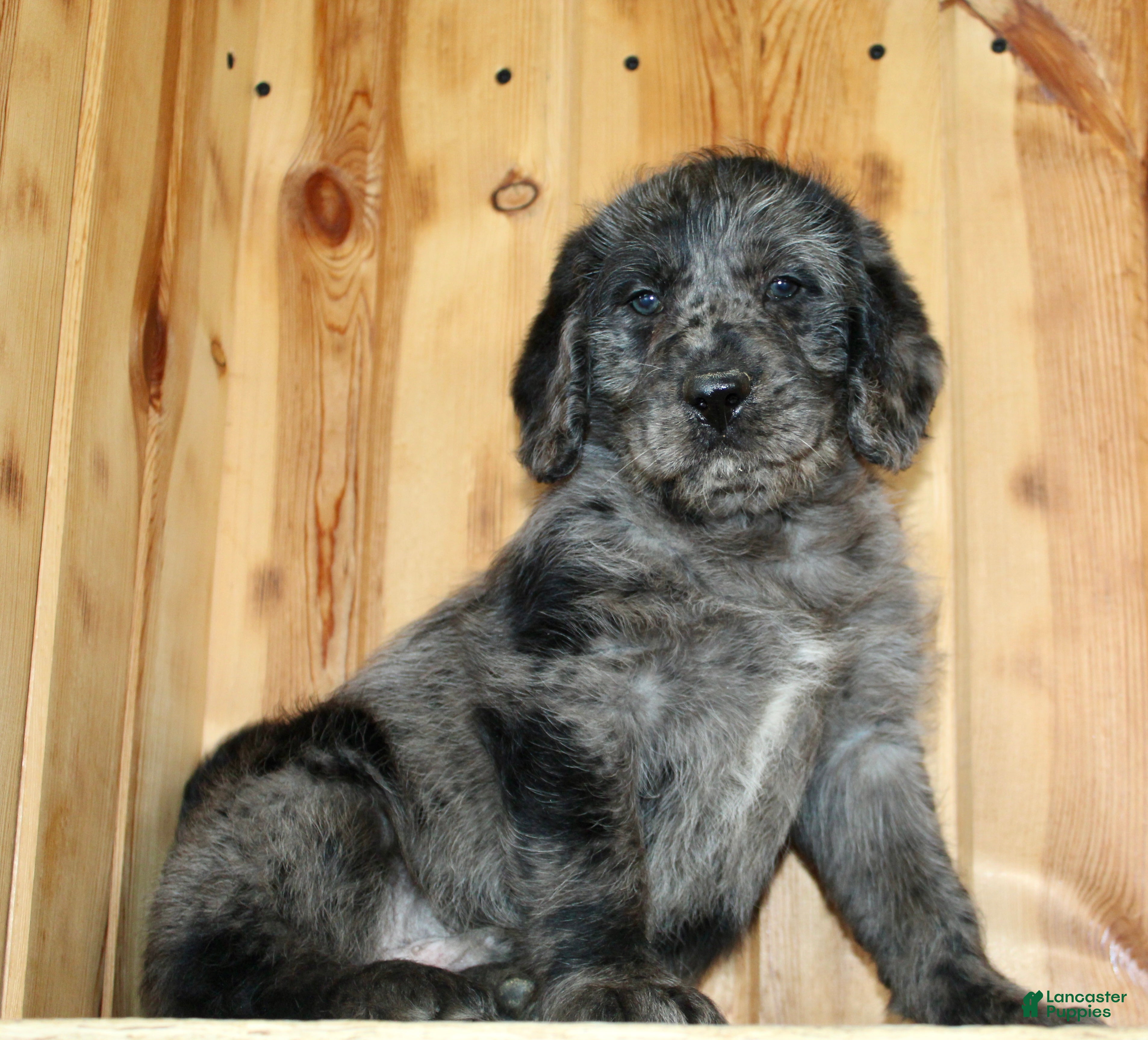 Labradoodle dogs Arlo - Ad 2