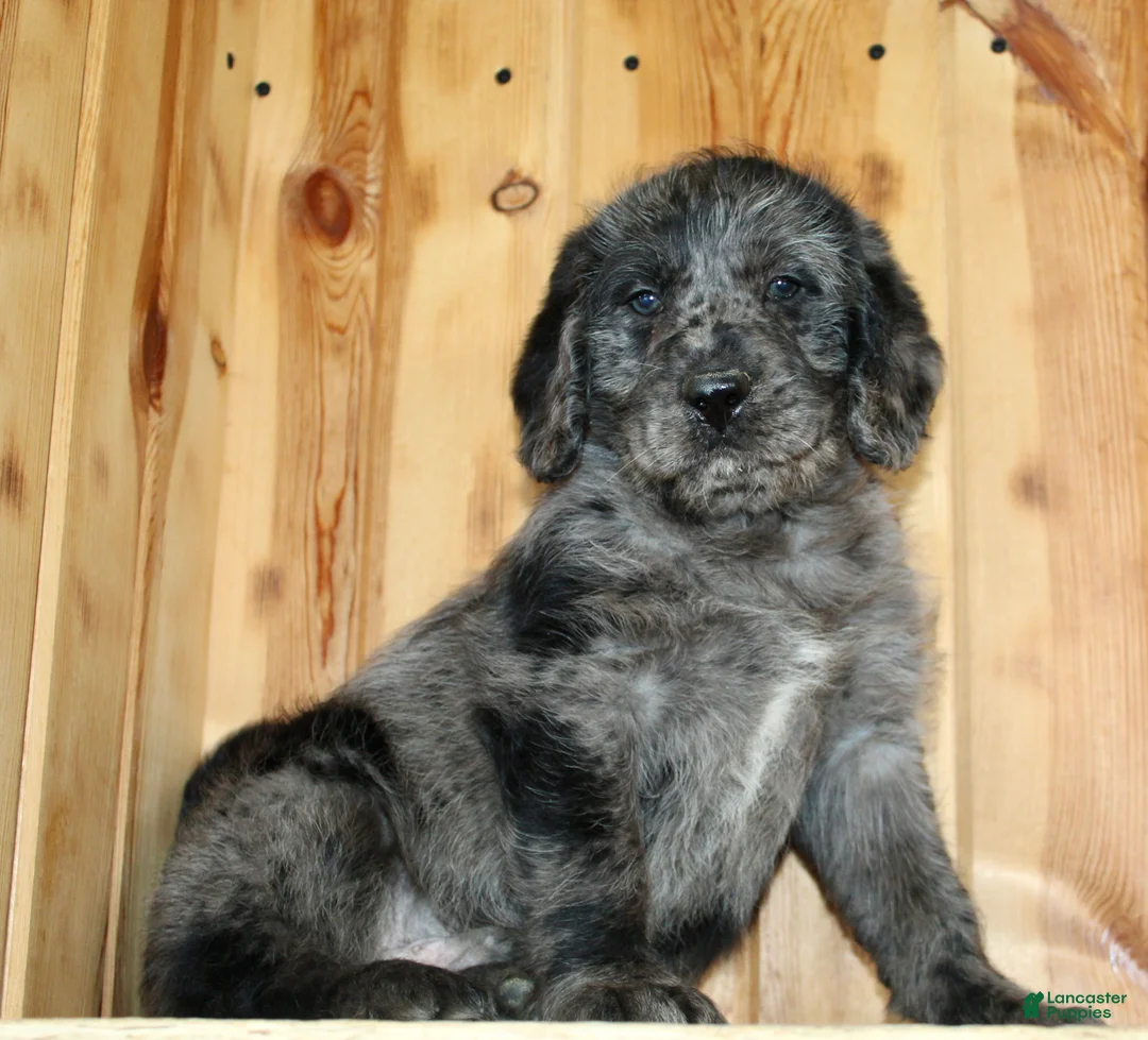 Labradoodle dogs for sale: Arlo - Ad 2