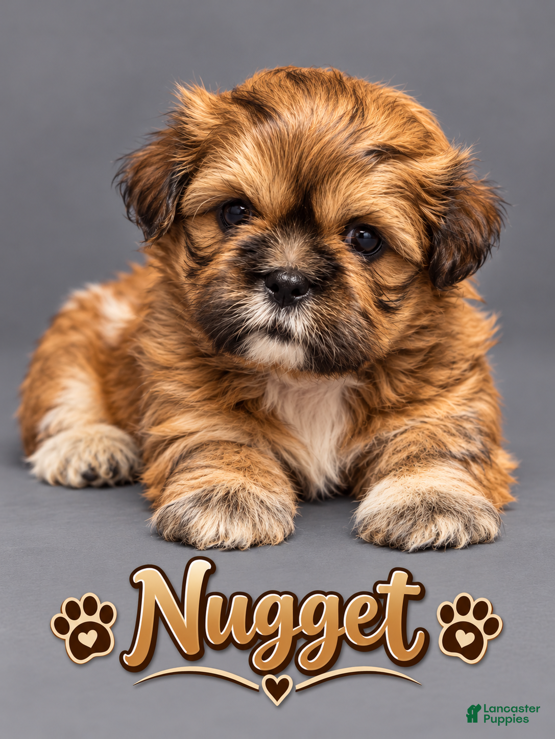 Shih Tzu dogs for sale: Nugget - Ad 39