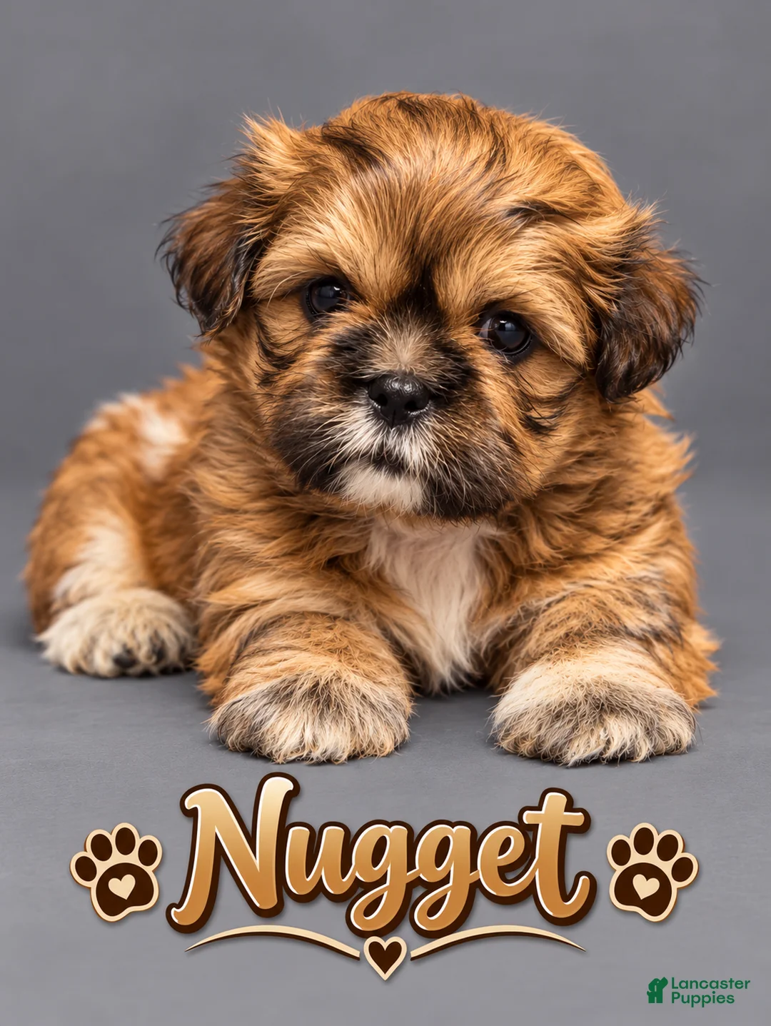Shih Tzu dogs for sale: Nugget - Ad 1