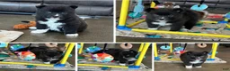 Pomsky dogs for sale: Zeus - Ad 2