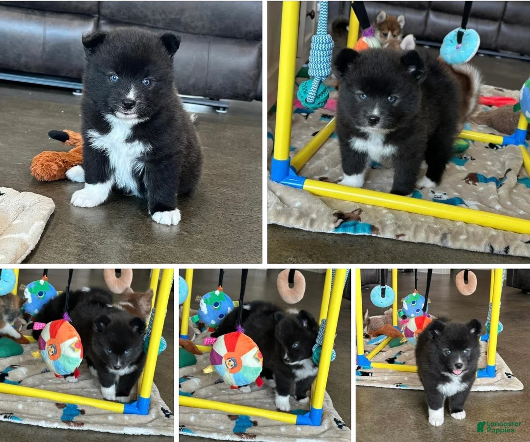 Pomsky dogs for sale: Zeus - Ad 2