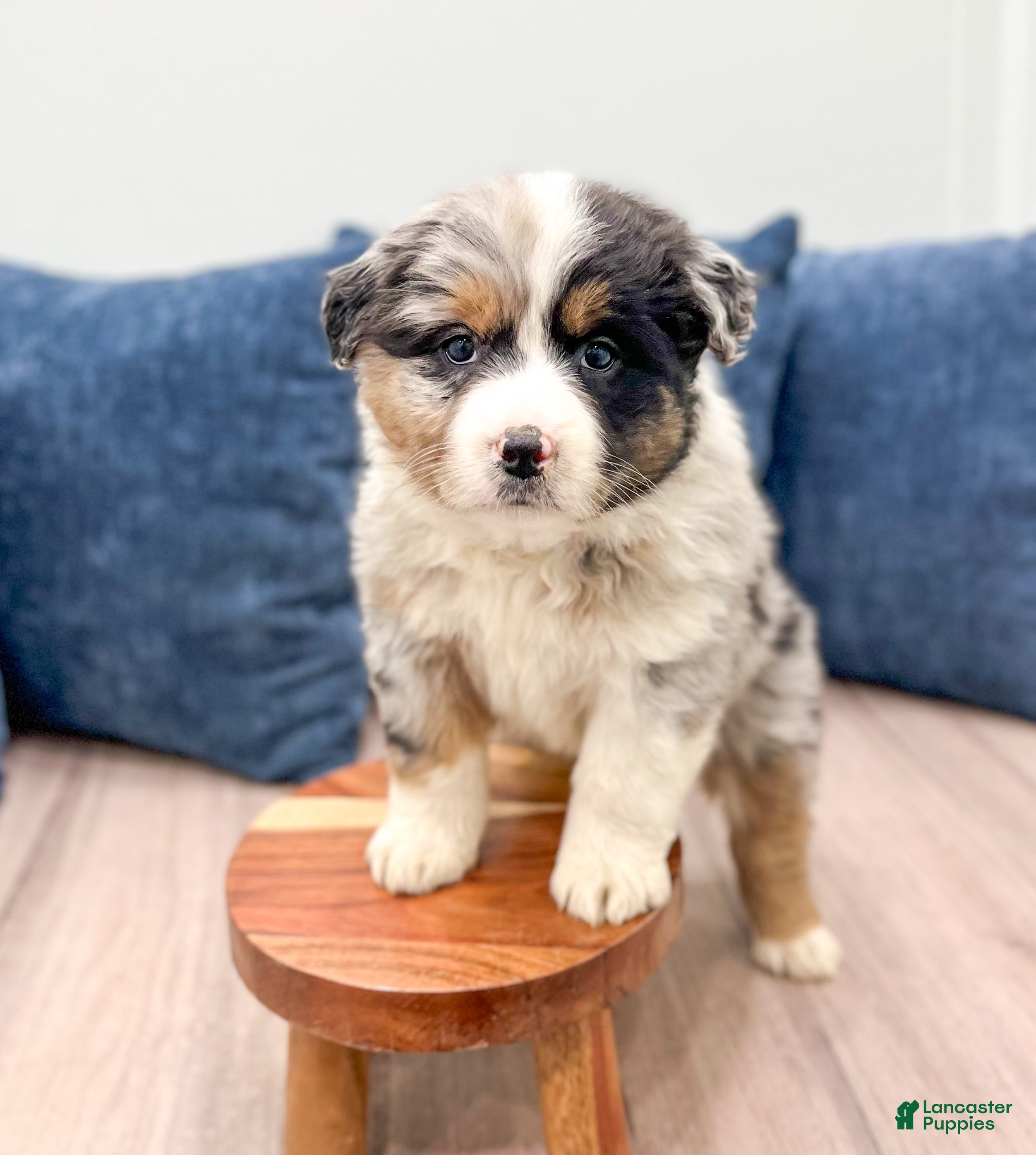 Australian Shepherd dogs Chloe - Ad 32