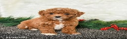Toy Poodle dogs for sale: Holly - Ad 1