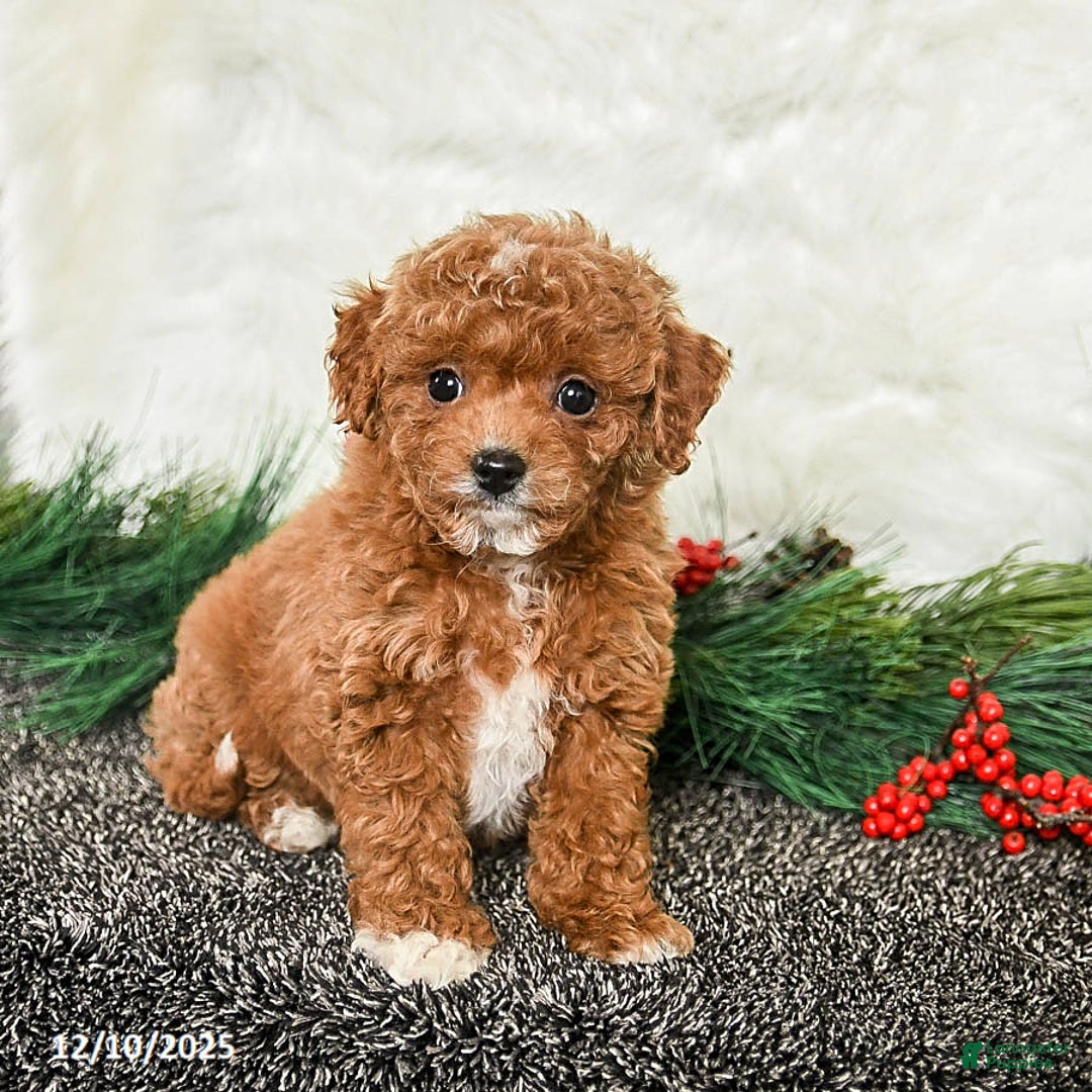 Toy Poodle dogs for sale: Holly - Ad 1