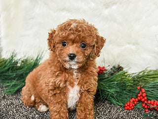 Toy Poodle dogs Holly - Ad 1