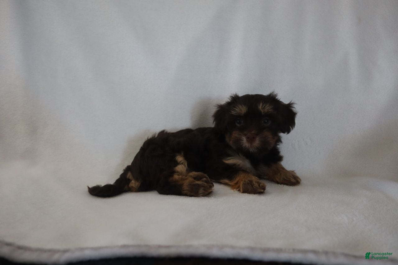 Havanese dogs Chocolate Chip  - Ad 2