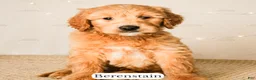 Goldendoodle dogs for sale: Berenstain - Ad 19