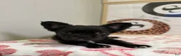 French Bulldog dogs for sale: Prada - Ad 9