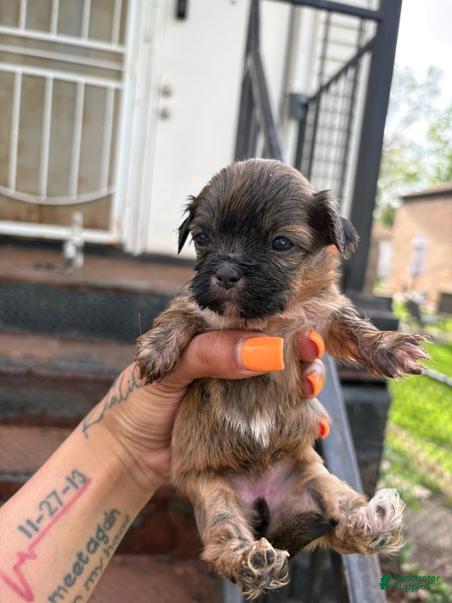 Shih Tzu dogs Shih Tzu Puppy 3 - Ad 29