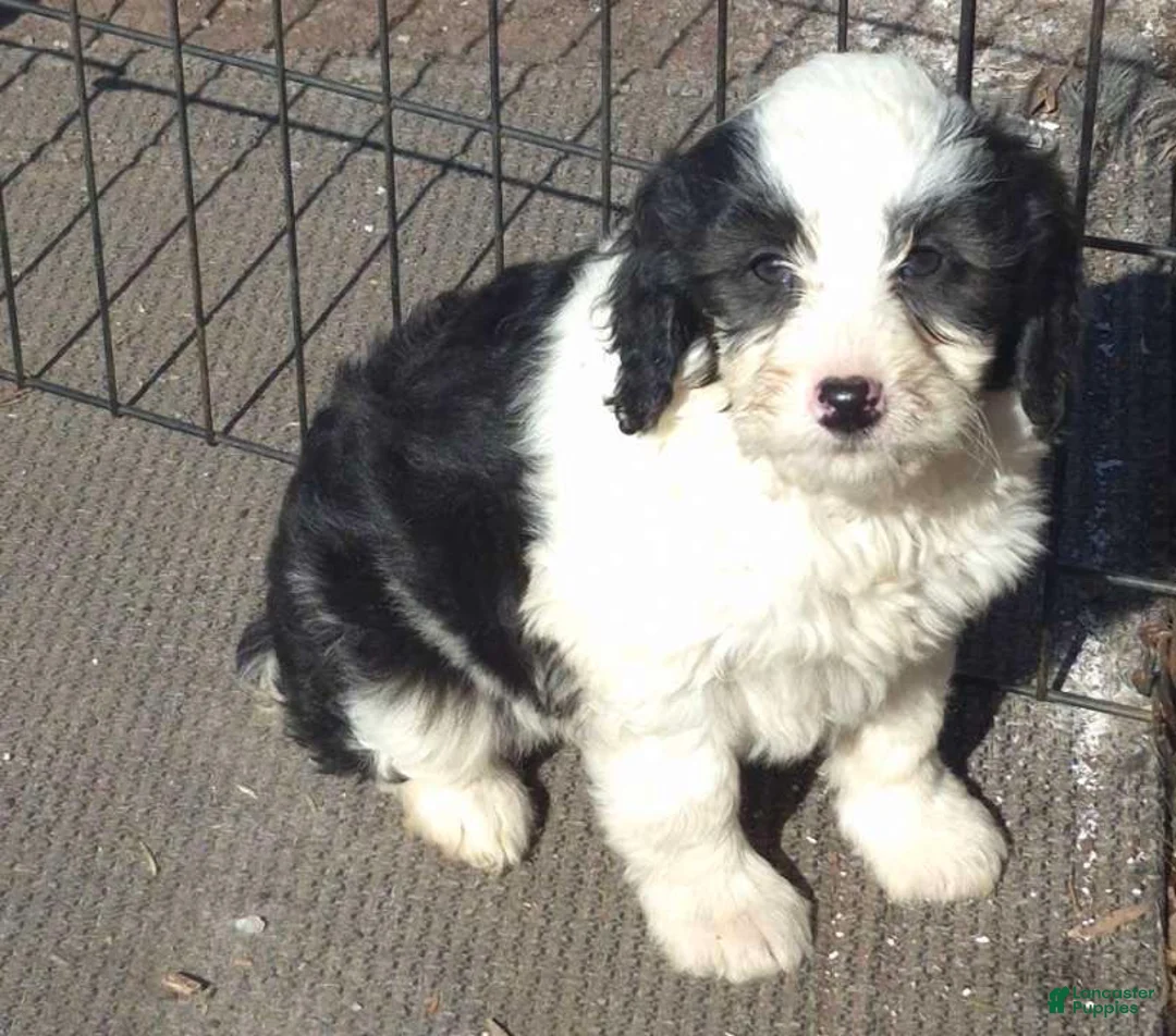 Mini Bernedoodle dogs for sale: Mini Bernedoodle Puppy 1 - Ad 2